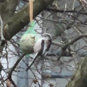 Long-tailed Tit