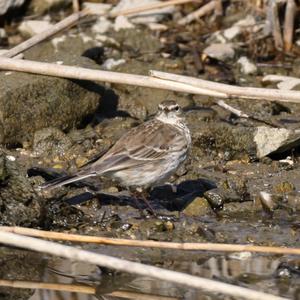 Water Pipit