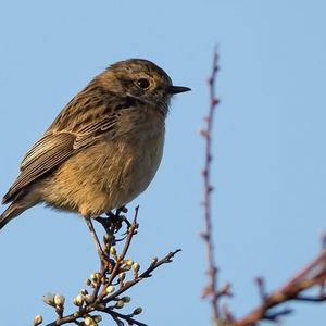 European stonechat