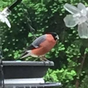 Eurasian Bullfinch