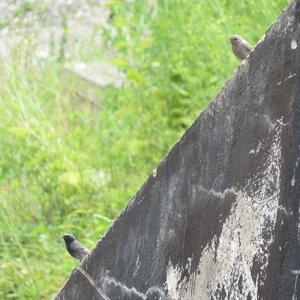 Black Redstart