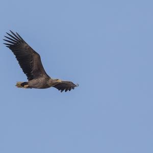 White-tailed Eagle