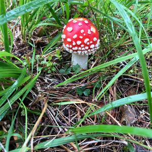 Fly Agaric