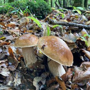 King Bolete