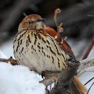 Brown Thrasher