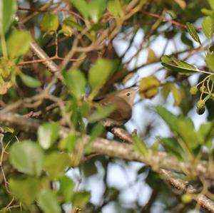 Common Nightingale