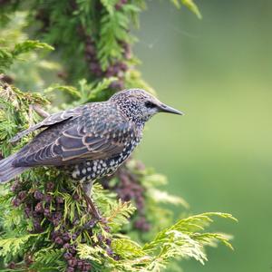 Common Starling