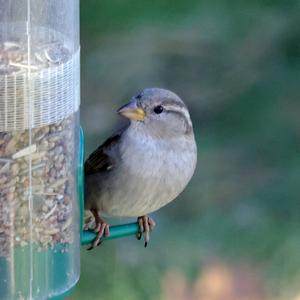 House Sparrow