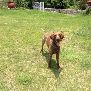 Pointer (German Shorthaired)