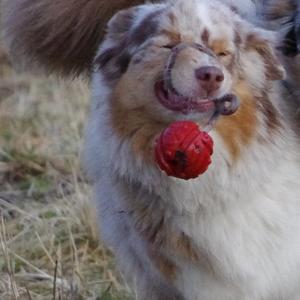 Australian Shepherd