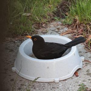 Eurasian Blackbird