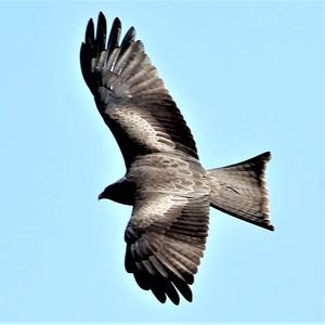 Black Kite