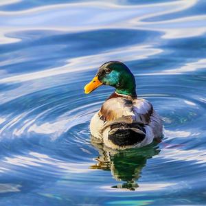 Mallard