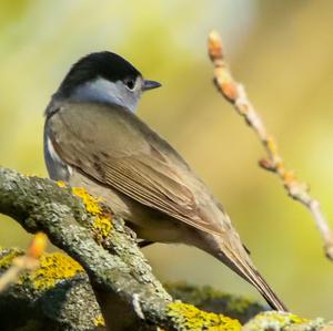 Blackcap