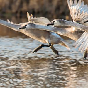 Mute Swan