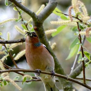 Eurasian Chaffinch