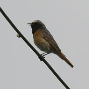 Common Redstart