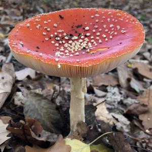 Fly Agaric