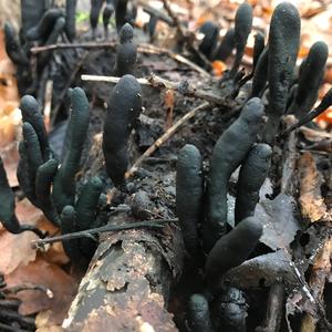 Vielgestaltige Holzkeule