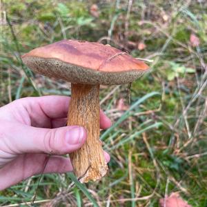 Bay Bolete