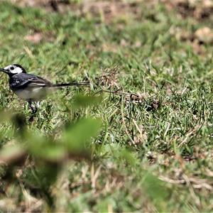 White Wagtail