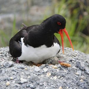 Eurasian Oystercatcher