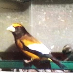 Evening Grosbeak