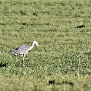 Grey Heron