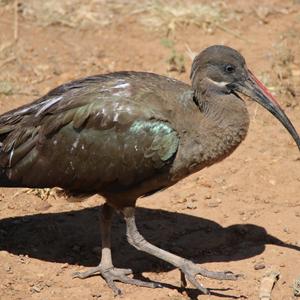 Hadada Ibis