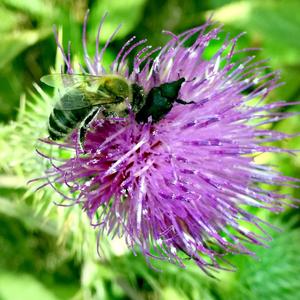 Spear Thistle