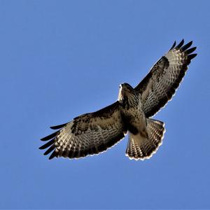 Common Buzzard