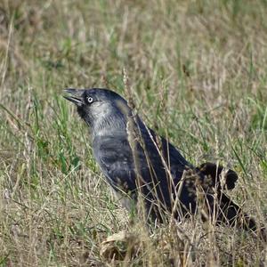 Eurasian Jackdaw