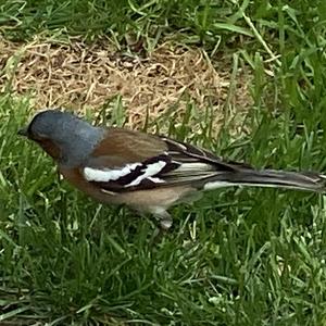 Eurasian Chaffinch