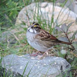 White-throated Sparrow