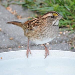 White-throated Sparrow