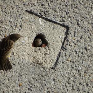 House Sparrow