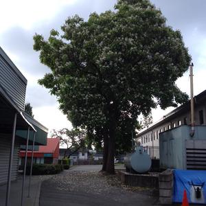 Catalpa (Southern)