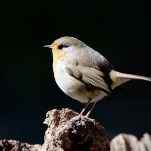 European Robin