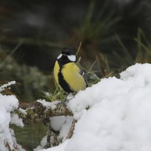 Great Tit