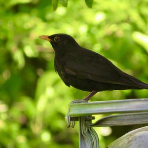 Eurasian Blackbird