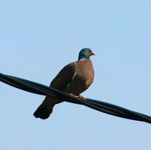 Common Wood-pigeon