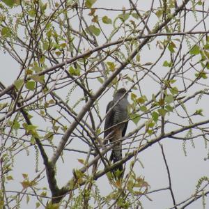 Common Cuckoo