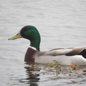 Mallard