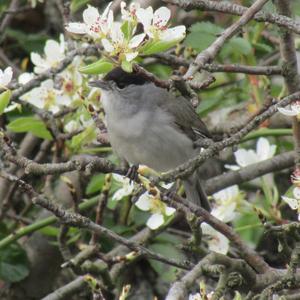 Blackcap