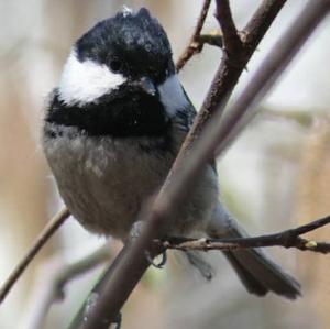 Coal Tit