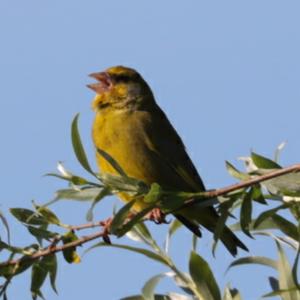 European Greenfinch