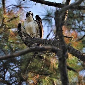 Osprey