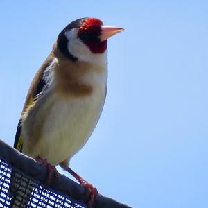 European Goldfinch