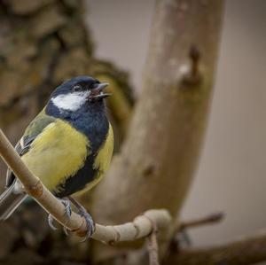 Great Tit