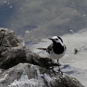 White Wagtail